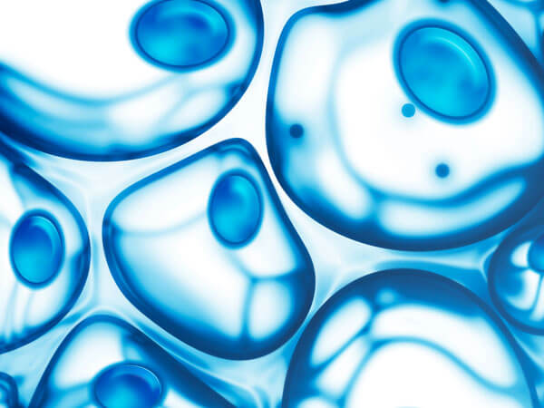 Cells Mitosis